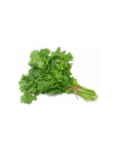 Botte de Coriandre U