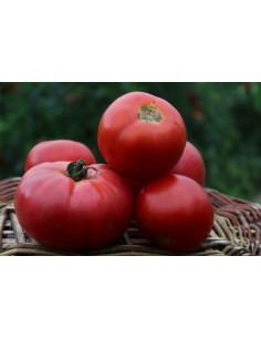 Tomate ronde (1Kg) U
