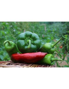 Poivrons varies (500g) U
