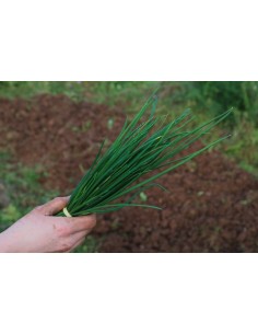 Botte de Ciboulette U