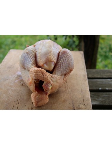 Gros coq fermier Bio (+/- 2.5kg).