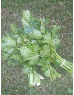 Botte de Celeri branche U