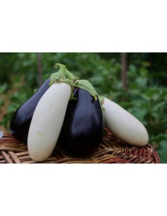 Aubergine (750g) U