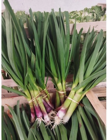 Botte d'aillet frais M