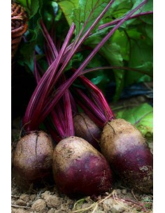 Botte de Betterave M