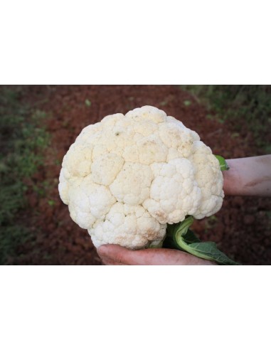 Assortiment Chou fleur/Romanesco... Assortiment Chou fleur/Romanesco...