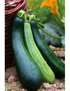Courgette primeur (1Kg) M