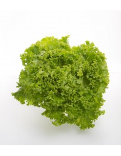 Salade M 2