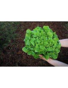 Salade M