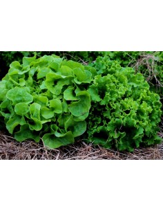 2 entsalada M