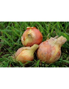 Oignon jaune (500g) M