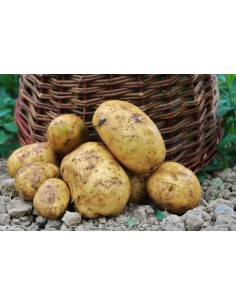 Pomme de terre de l'annee...