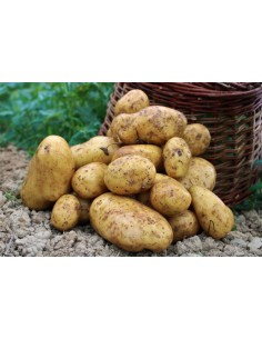 Pomme de terre de l'annee...