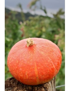 Kuia ttipi laranja M