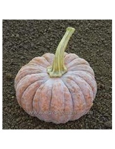 Courge Futsu Black U