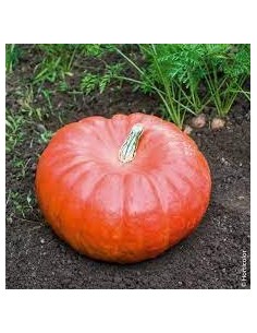 Courge Rouge vif d'Etampes...