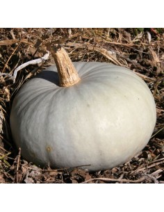 Courge Bleu de Hongrie (1kg) M