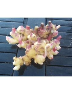 Gingembre (200g)