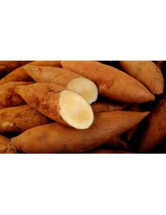 Yacon (1kg)