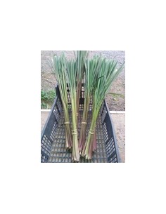 Botte de citronnelle