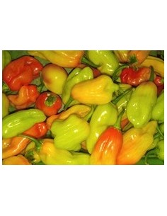 Piment végétarien (100g)