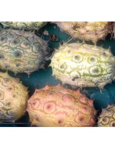 Kiwano (1kg).