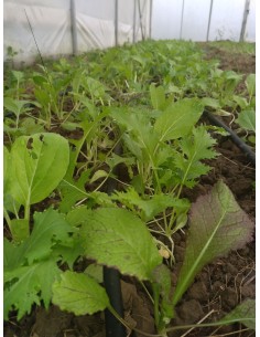 Mesclun asiatique (150g)