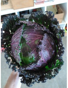 Chou Deadon (+/- 1,5Kg) M