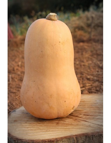 Butternut (800g) M