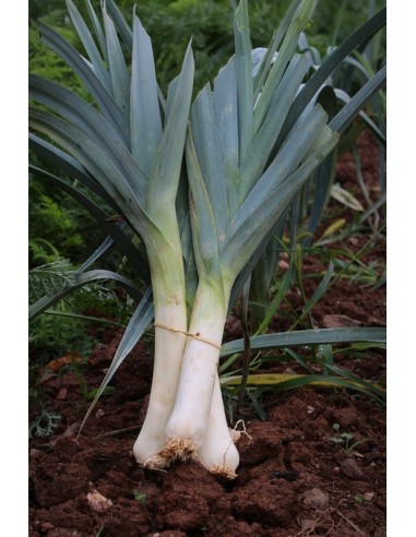 Botte de Poireaux  IPARLAB