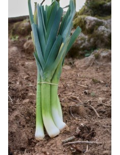 Botte de Poireaux  IPARLAB