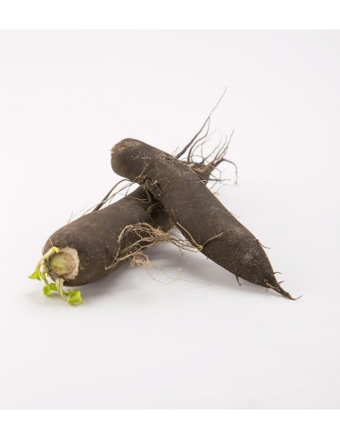 Radis noir (1kg) IPARLAB