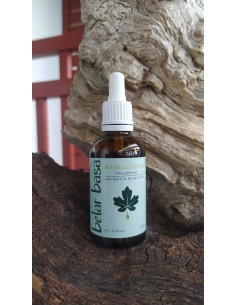 Haltza beltza kimu mazerazia