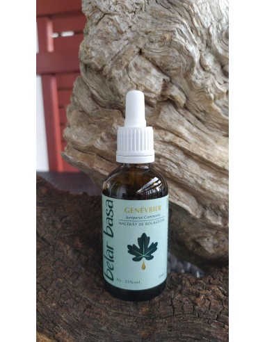 Macérât de bourgeon de genévrier