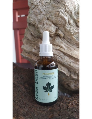 Sagarrondo kimu mazerazia