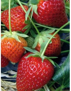 Fraise (250g) M.