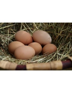 Oeufs fermiers (x6) T
