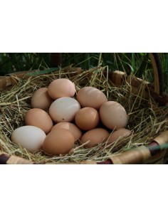 Oeufs fermiers (x12) T