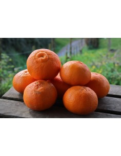 Klementinak (1Kg)