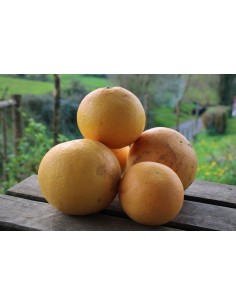Pomelos (1Kg)